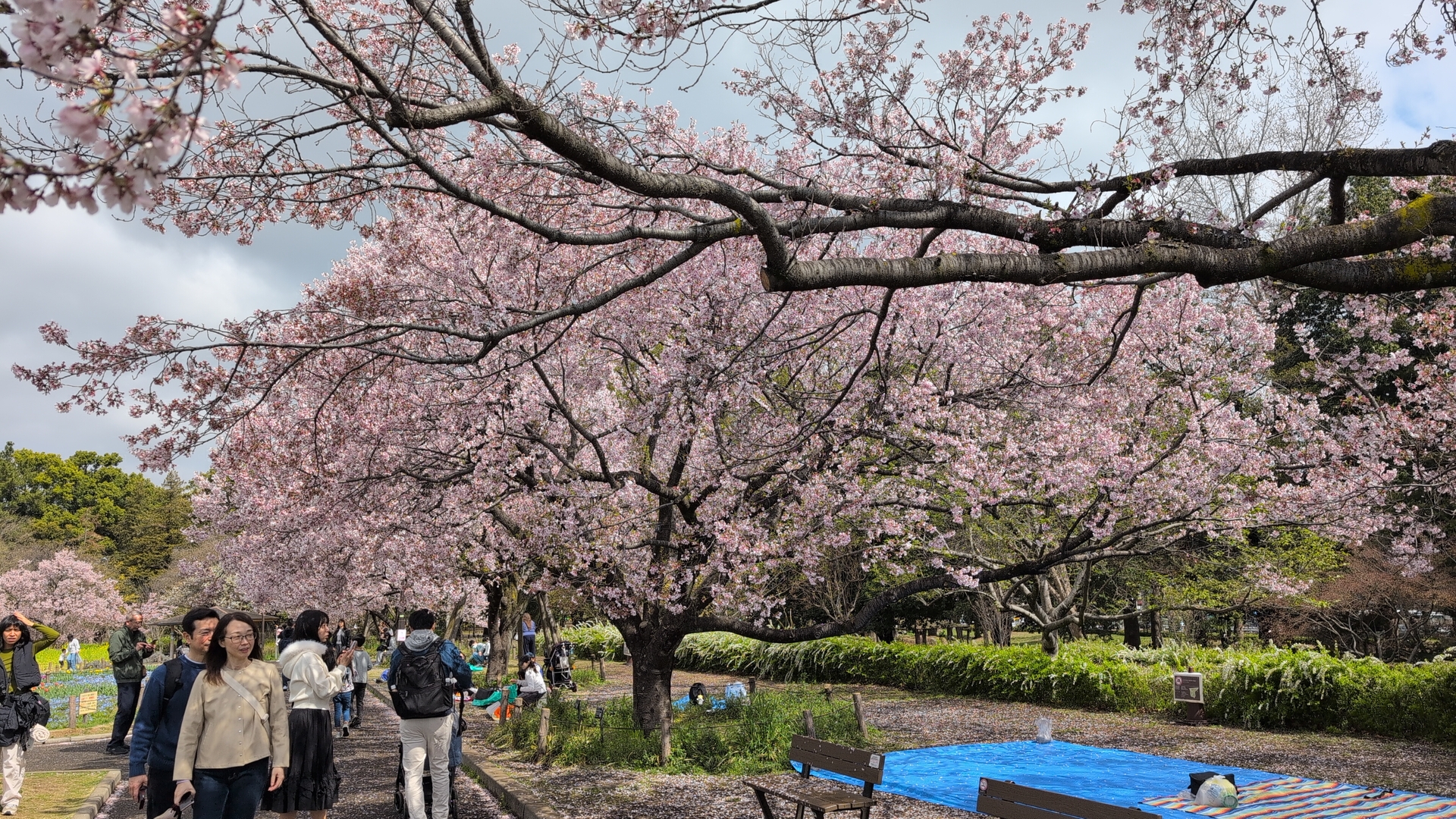 Cherry blossom season