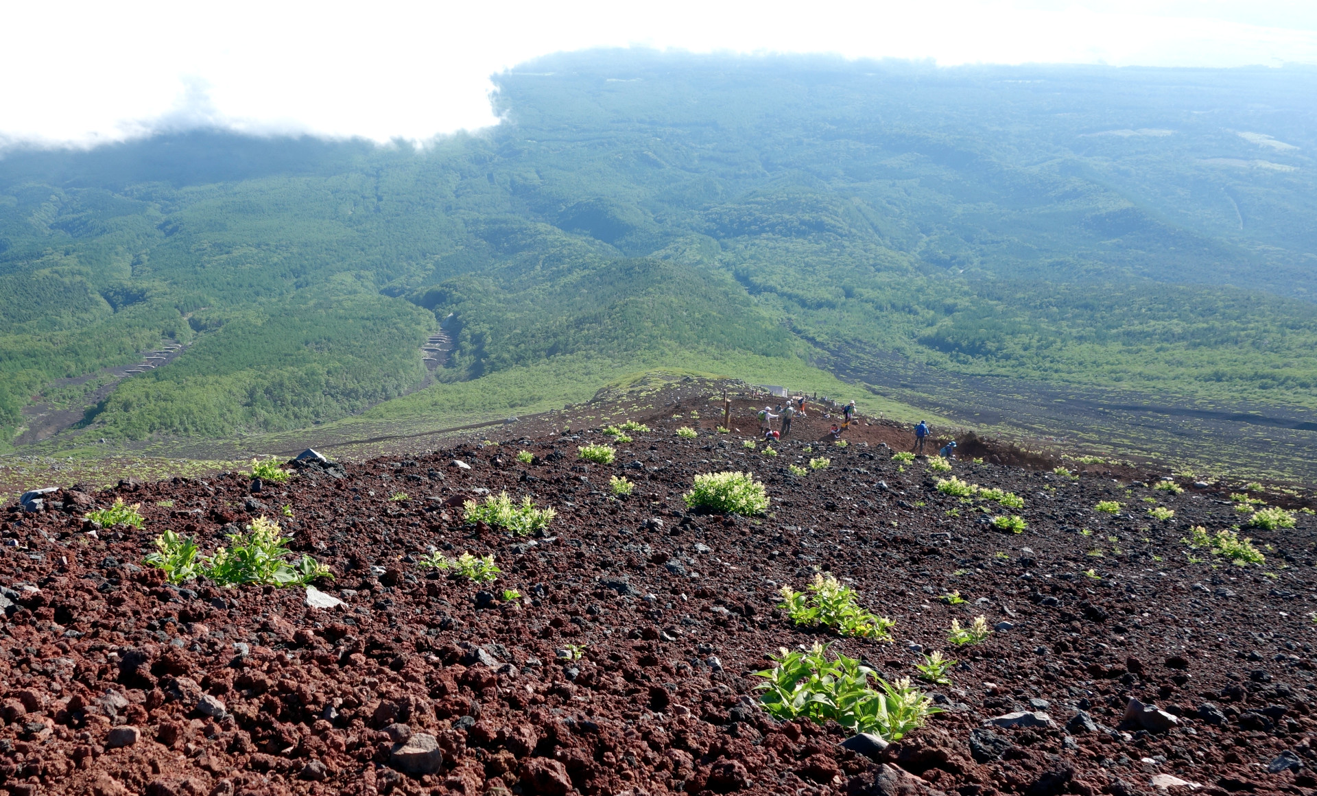 fujisan first plants