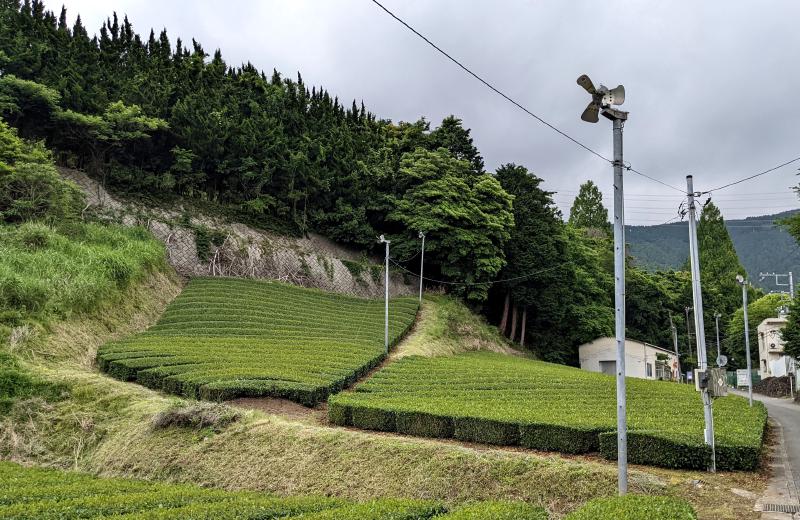 Featured image of post Visiting a tea farm in Japan