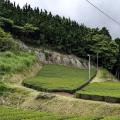 Visiting a tea farm in Japan
