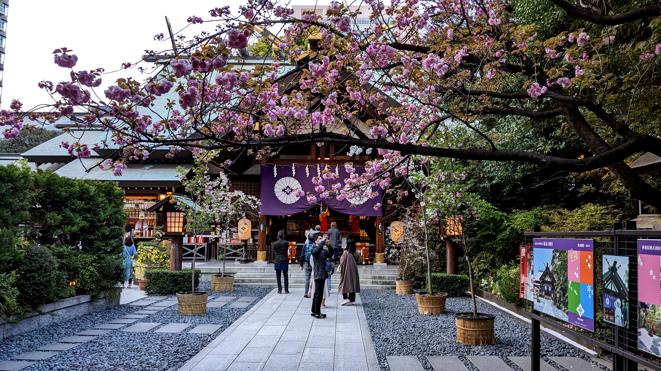 Shrine Sakura