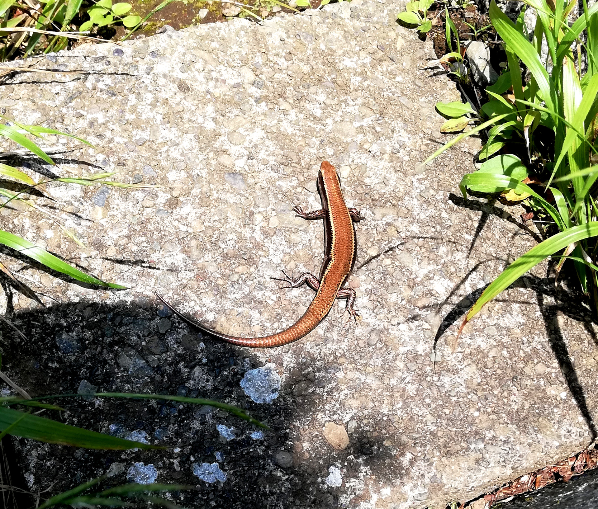salamander