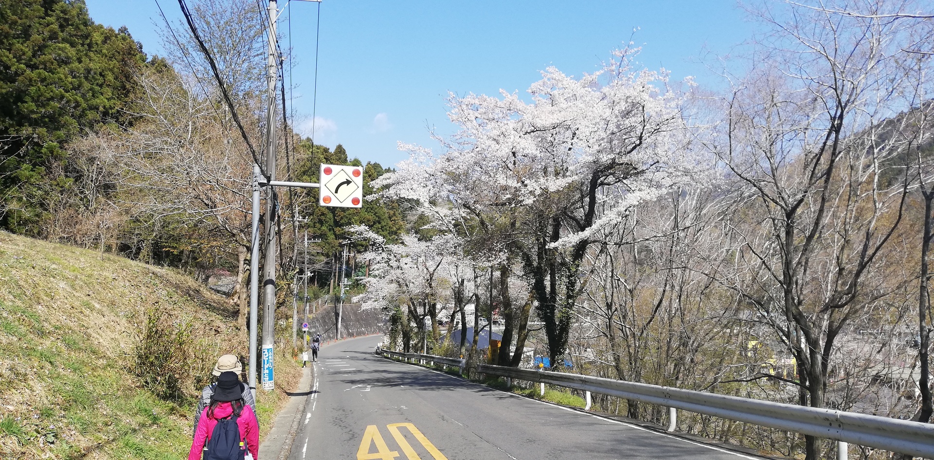 Sakura season