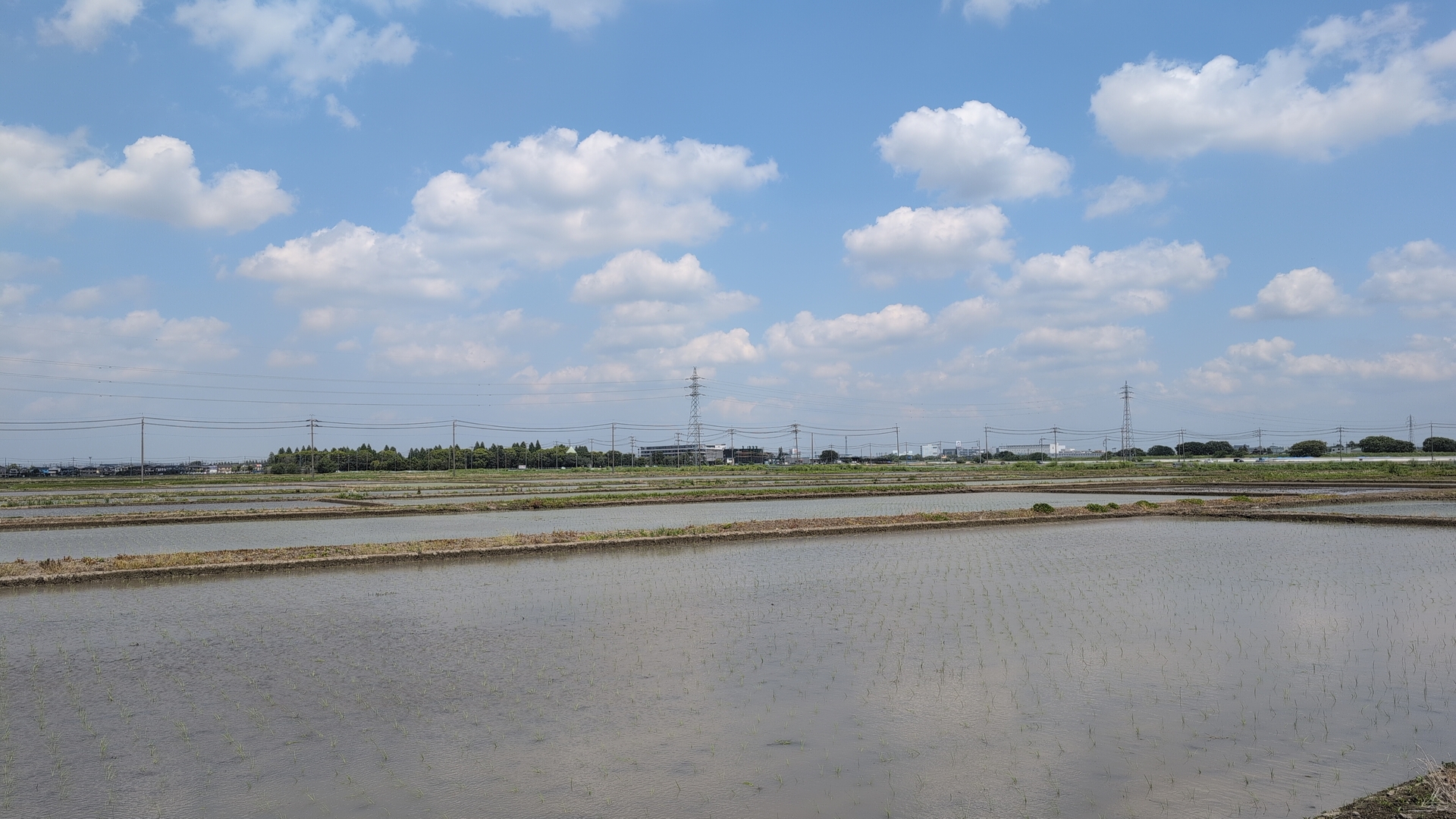 rice paddies