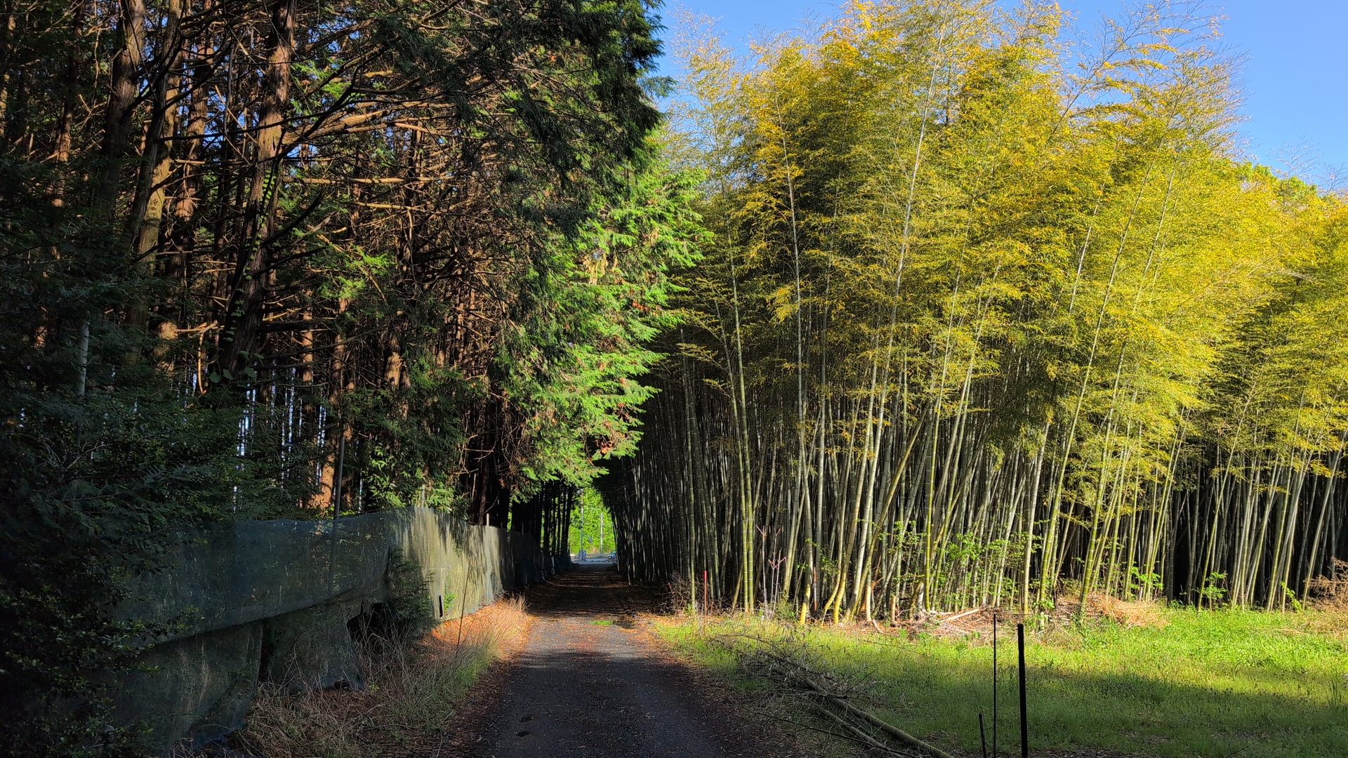 through bamboo