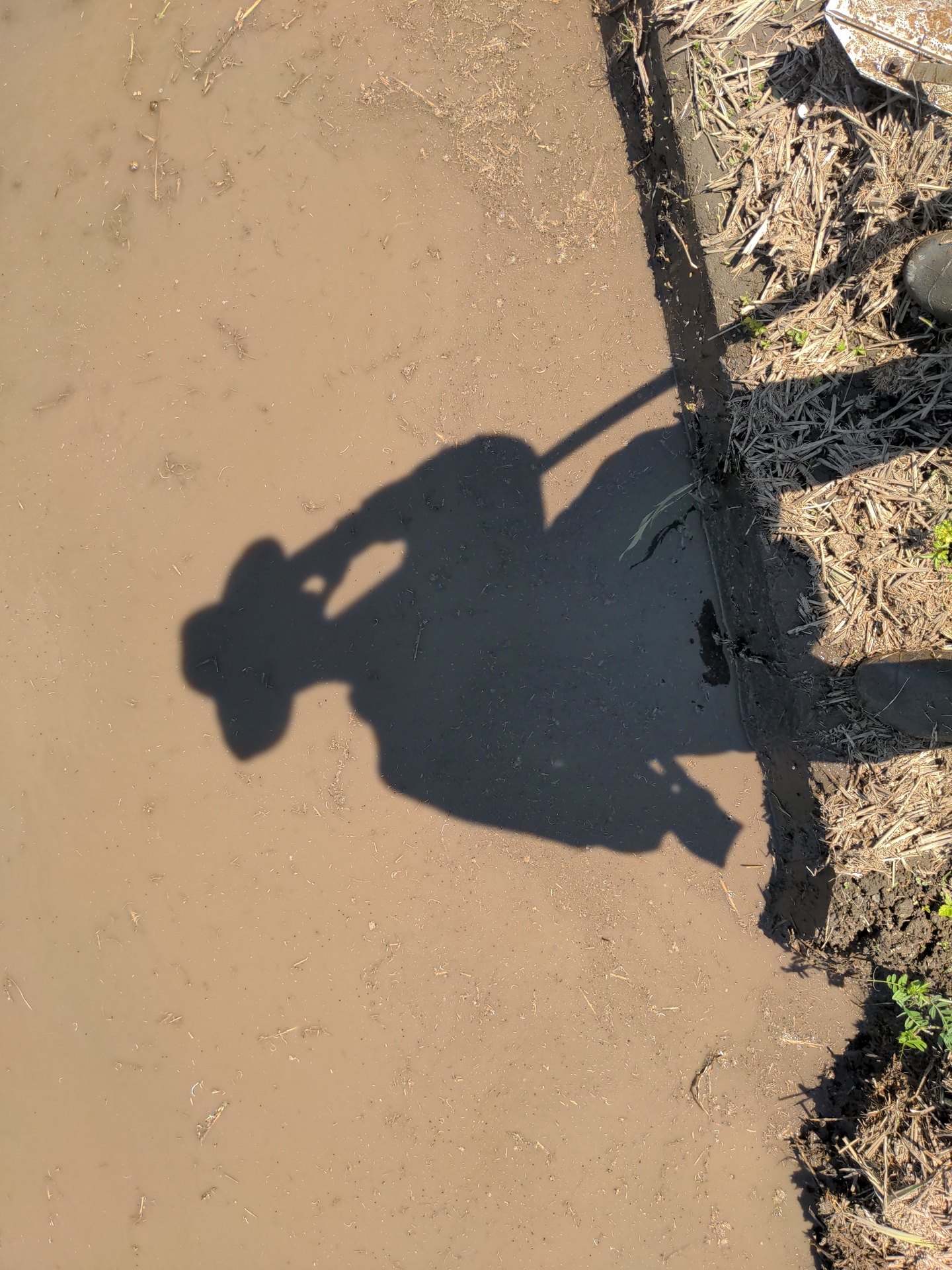 shadow on rice field